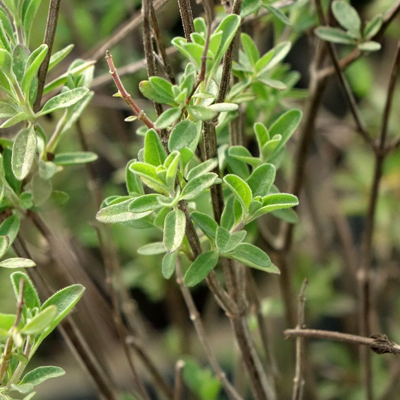 Salvia microphylla Delice Fiona (Foliage)