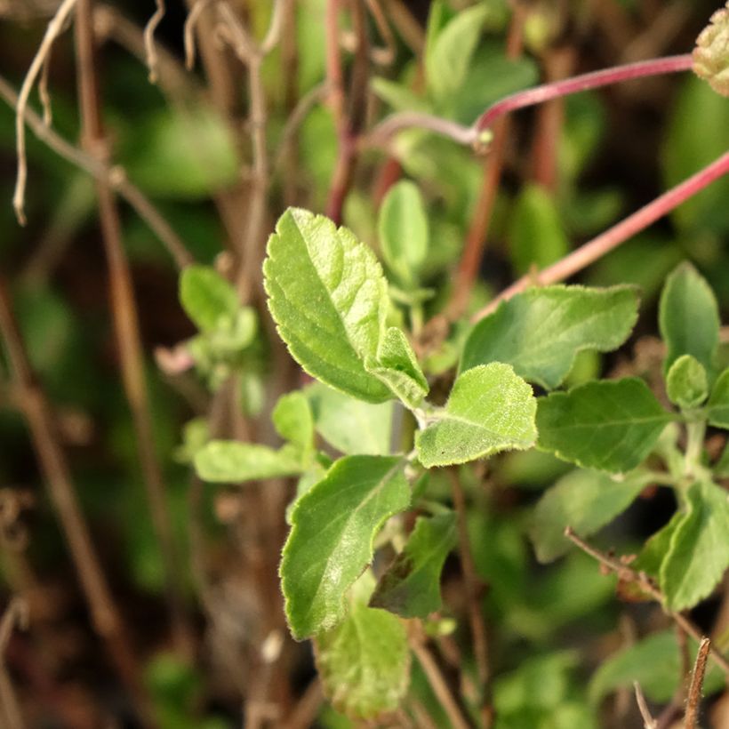 Salvia microphylla Little Kiss (Foliage)