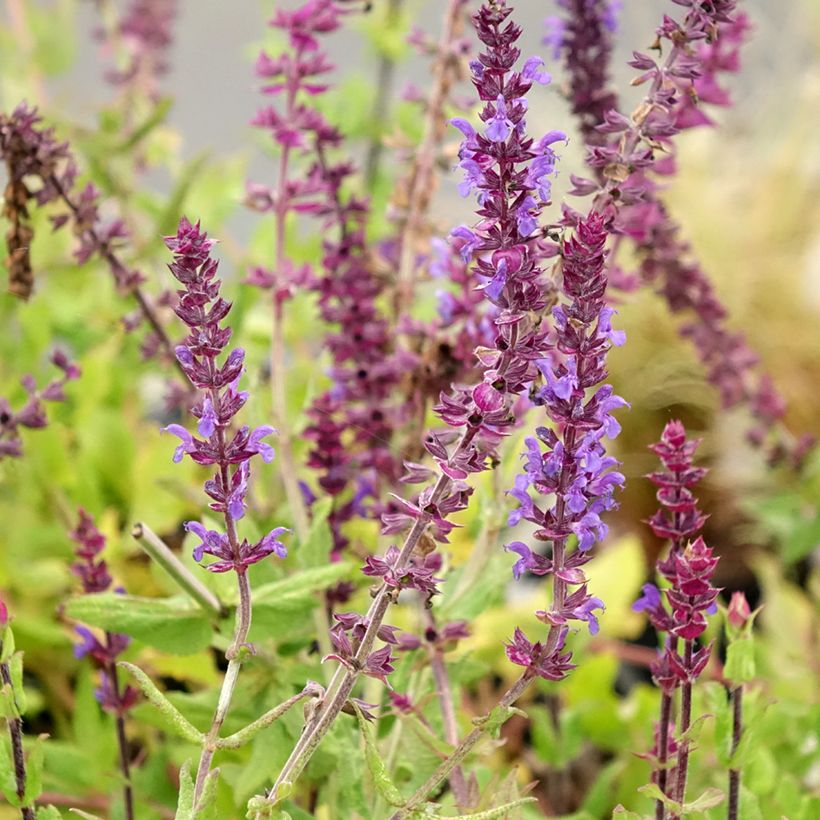 Salvia nemorosa Caradonna Compact - Woodland Sage (Flowering)