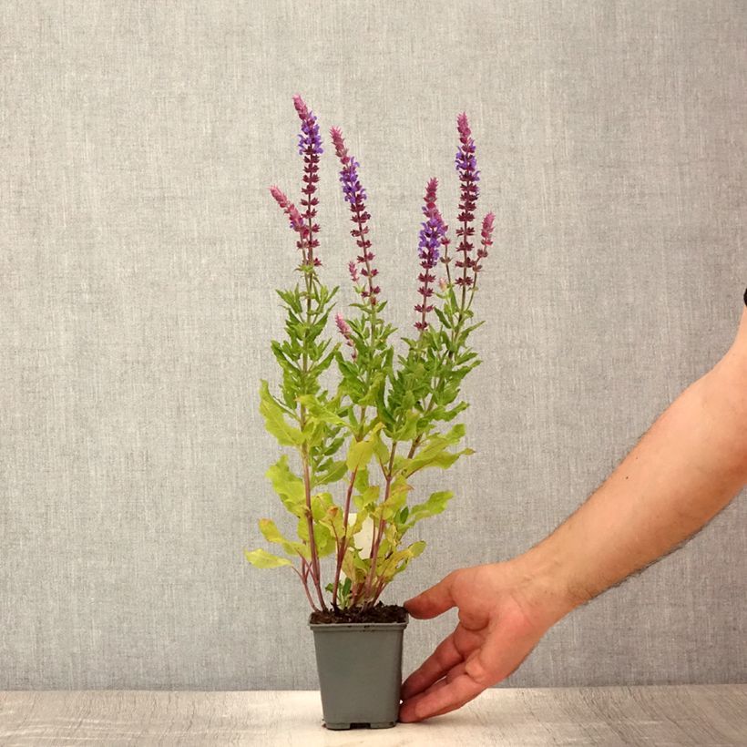 Salvia nemorosa Caradonna Compact - Woodland Sage 8/9 cm pot sample as delivered in summer