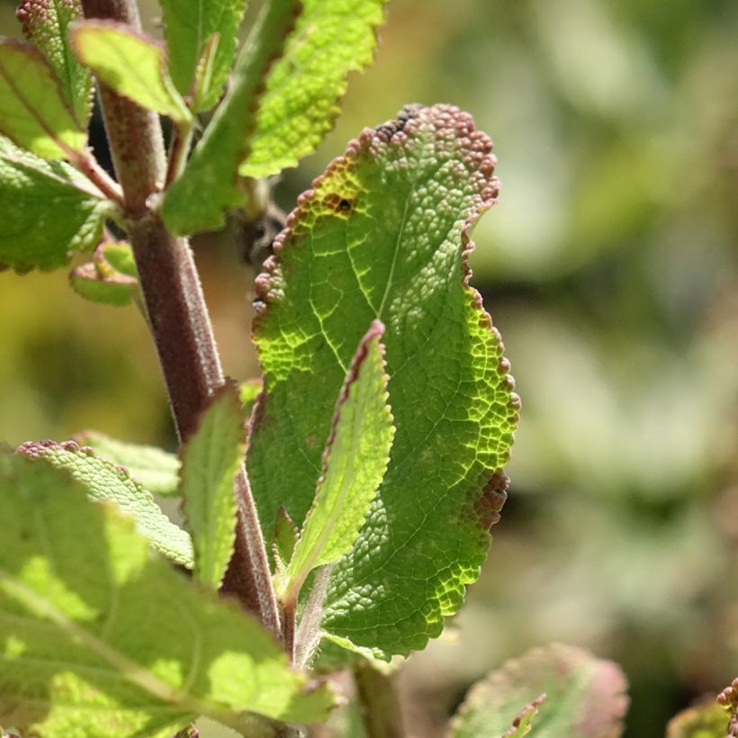 Salvia x sylvestris Lyrical Katsjing (Foliage)