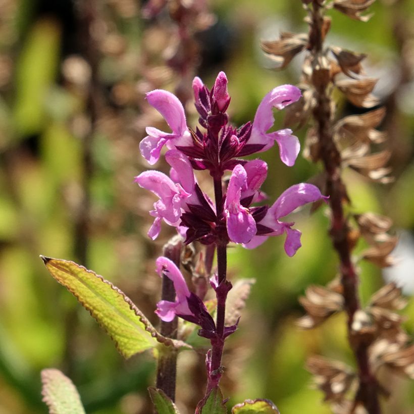 Salvia x sylvestris Lyrical Katsjing (Flowering)