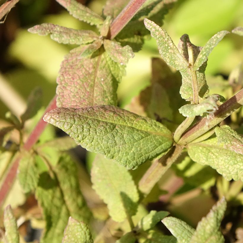 Salvia sylvestris Lyrical Rose Balyricose (Foliage)