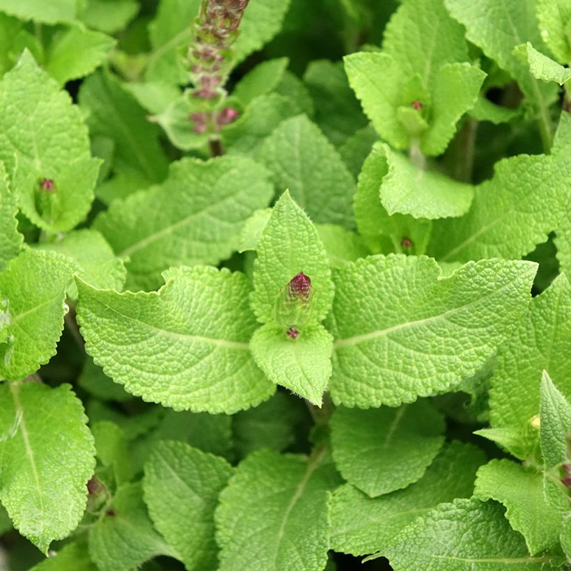 Salvia nemorosa Midnight Rose - Woodland Sage (Foliage)