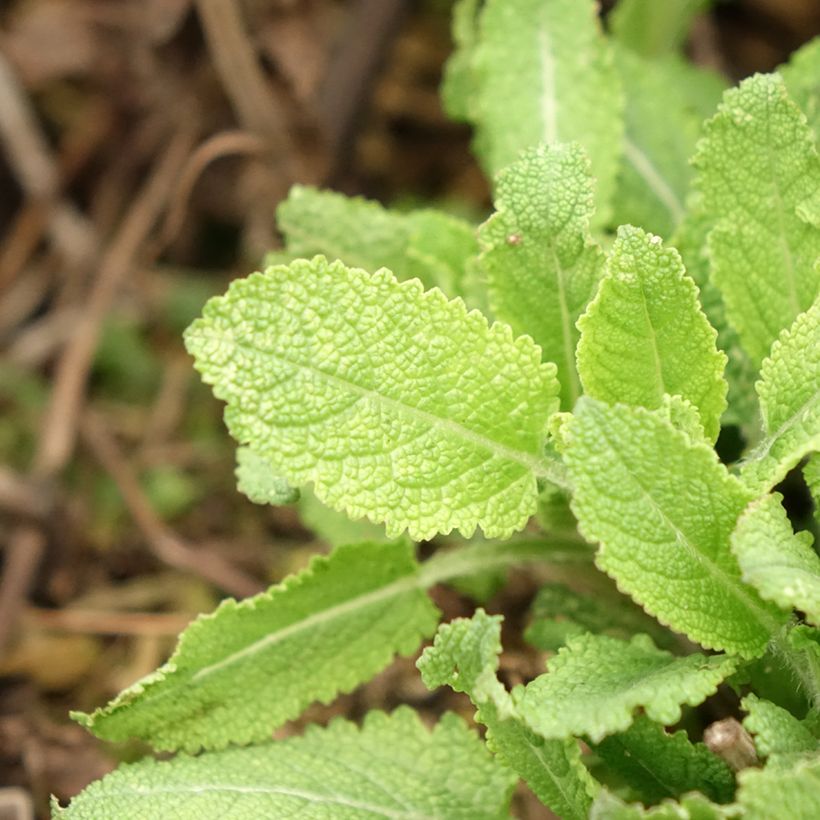 Salvia nemorosa Midnight Rose - Woodland Sage (Foliage)