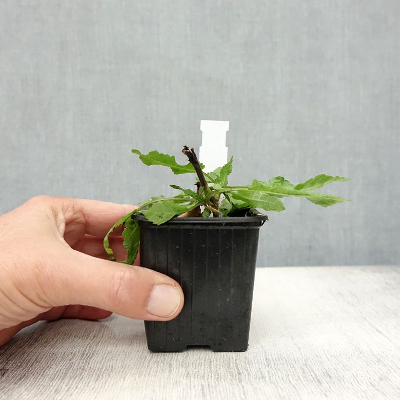 Salvia nemorosa Rose Queen - Woodland Sage 8/9 cm pot sample as delivered in autumn