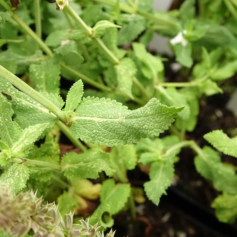 Salvia nemorosa Salute White - Woodland Sage (Foliage)