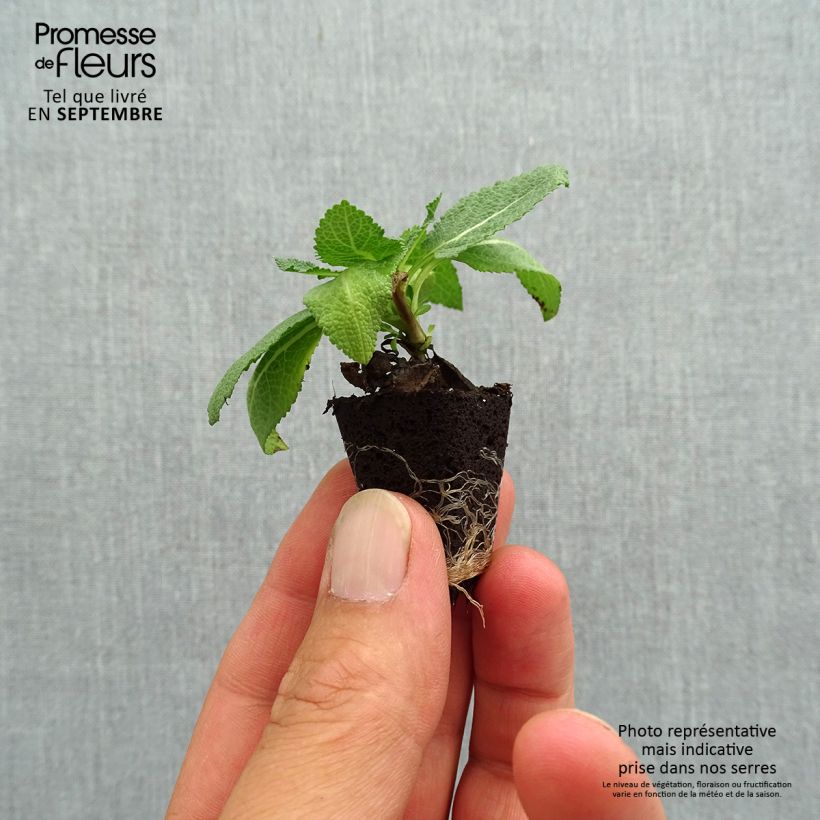 Salvia nemorosa Sensation Rose - Woodland Sage Plug plant 3/4cm sample as delivered in autumn