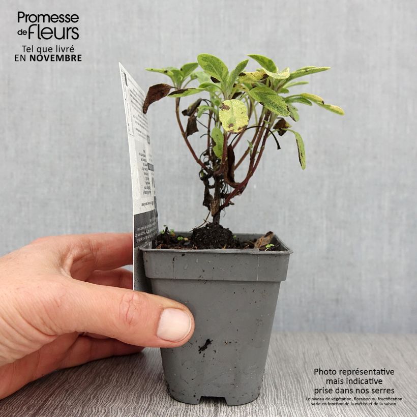 Salvia officinalis 'Icterina' 8/9 cm pot sample as delivered in autumn