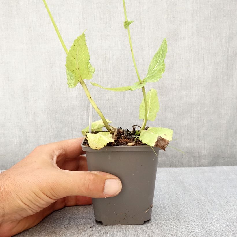Salvia pratensis Madeline - Meadow Sage 8/9 cm pot sample as delivered in summer