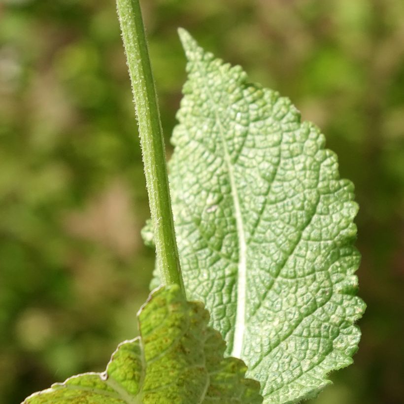 Salvia pratensis Madeline - Meadow Sage (Foliage)