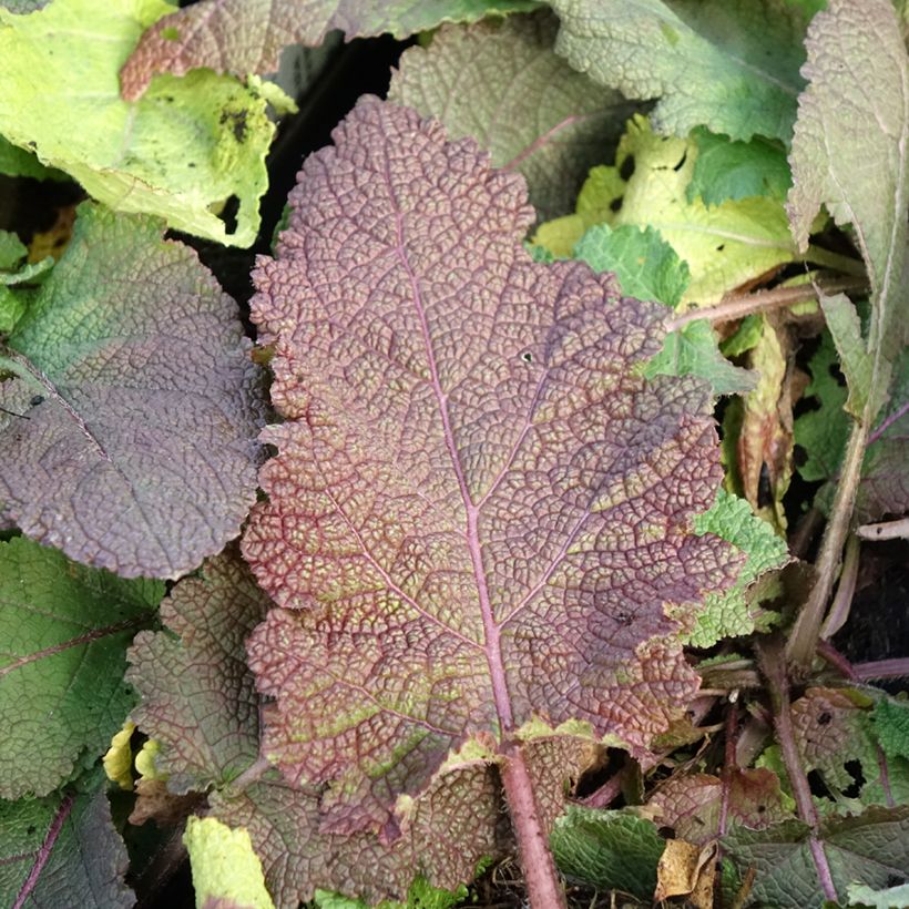 Salvia pratensis Rose Rhapsody - Meadow Sage (Foliage)