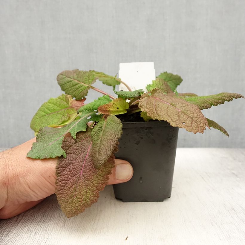 Salvia pratensis Rose Rhapsody - Meadow Sage 8/9 cm pot sample as delivered in summer