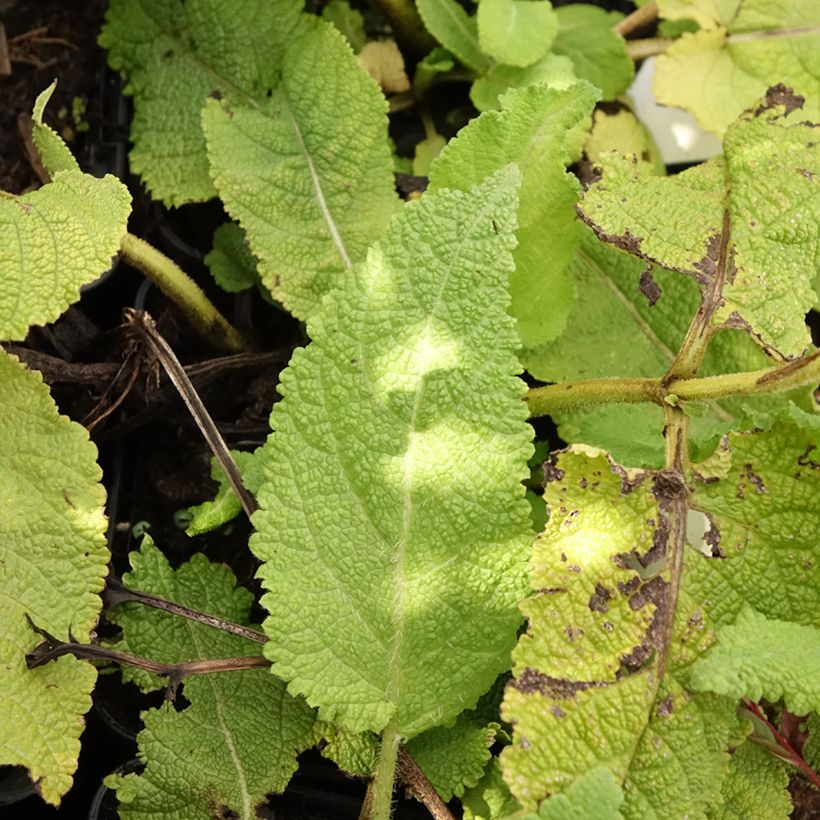 Salvia pratensis Sky Dance - Meadow Sage (Foliage)