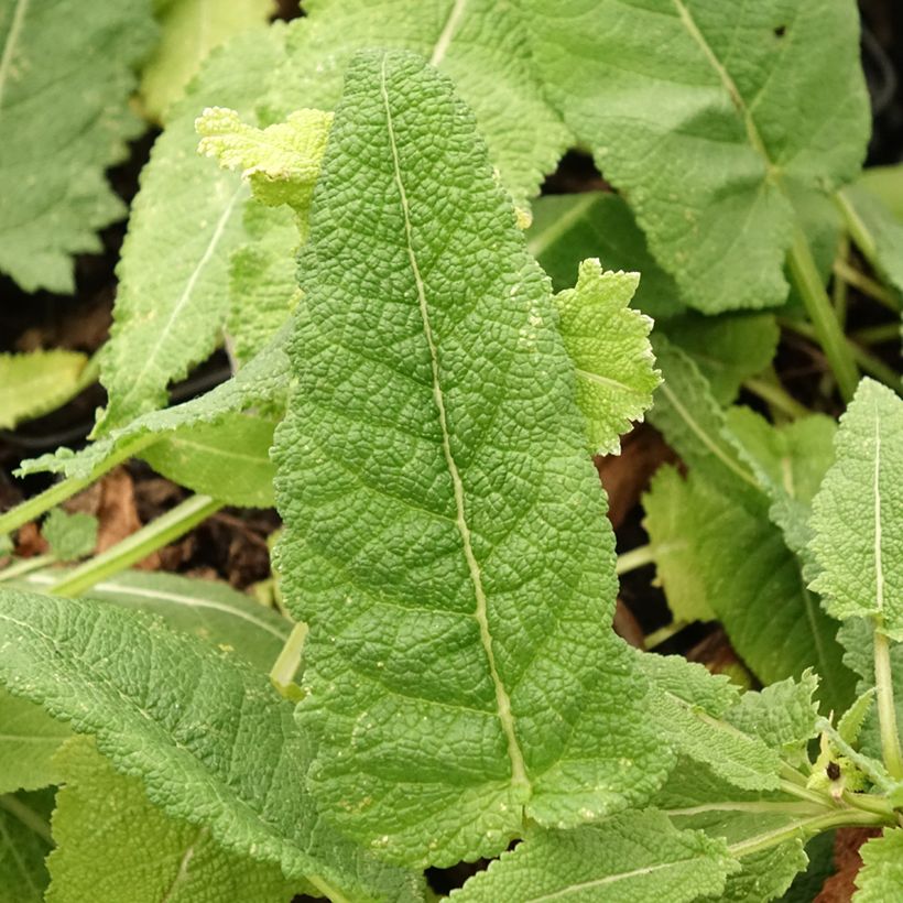 Salvia pratensis Swan Lake - Meadow Sage (Foliage)