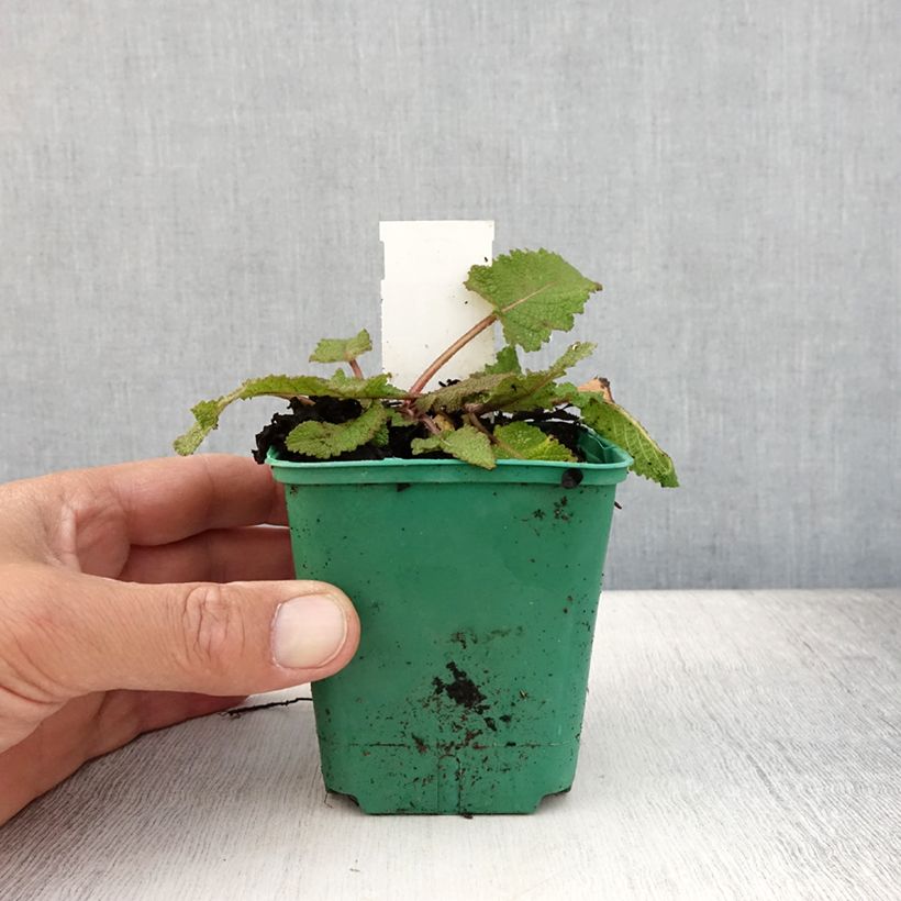 Salvia pratensis Sweet Esmeralda - Meadow Sage 8/9 cm pot sample as delivered in summer
