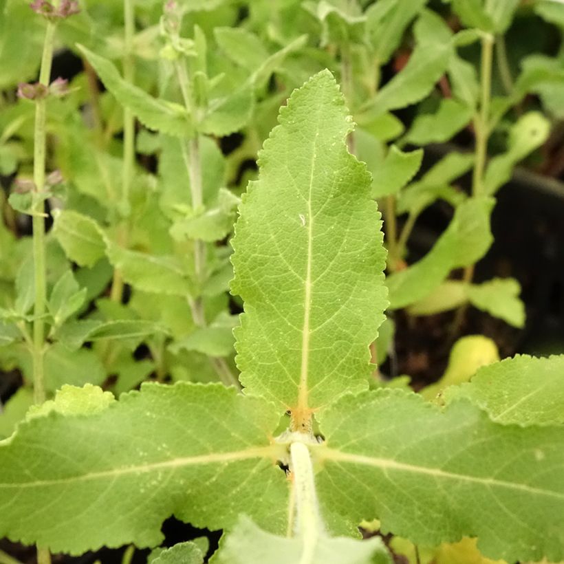 Salvia superba Queen of the Blues (Foliage)