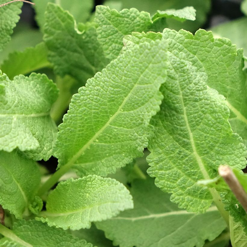 Salvia superba Rose Queen (Foliage)