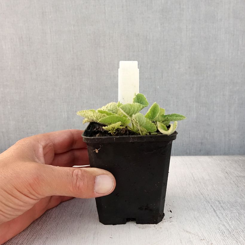 Salvia verticillata Alba - Sauge verticillée Godet de 8 cm sample as delivered in summer