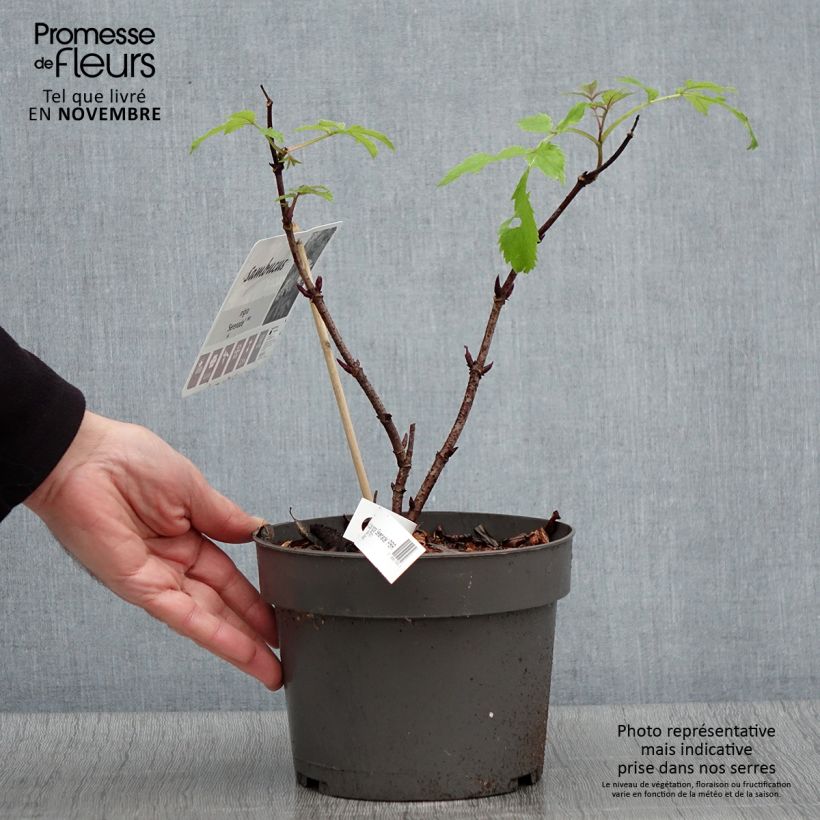 Sambucus nigra Serenade - Sureau noir Pot de 3L/4L sample as delivered in autumn