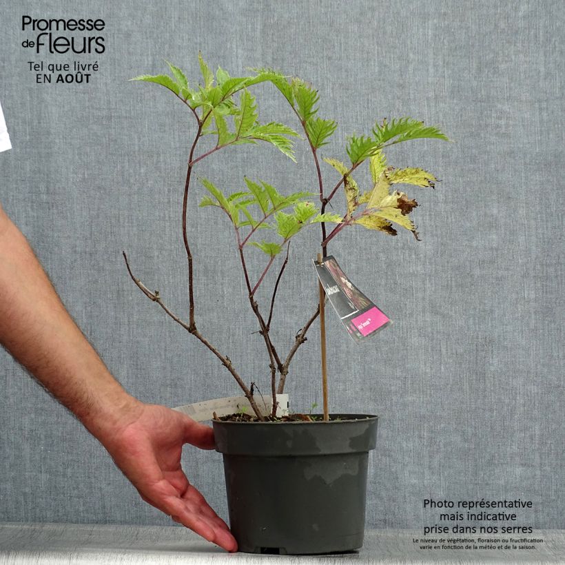 Sambucus nigra Serenade - Black Elder 3L/4L pot sample as delivered in summer