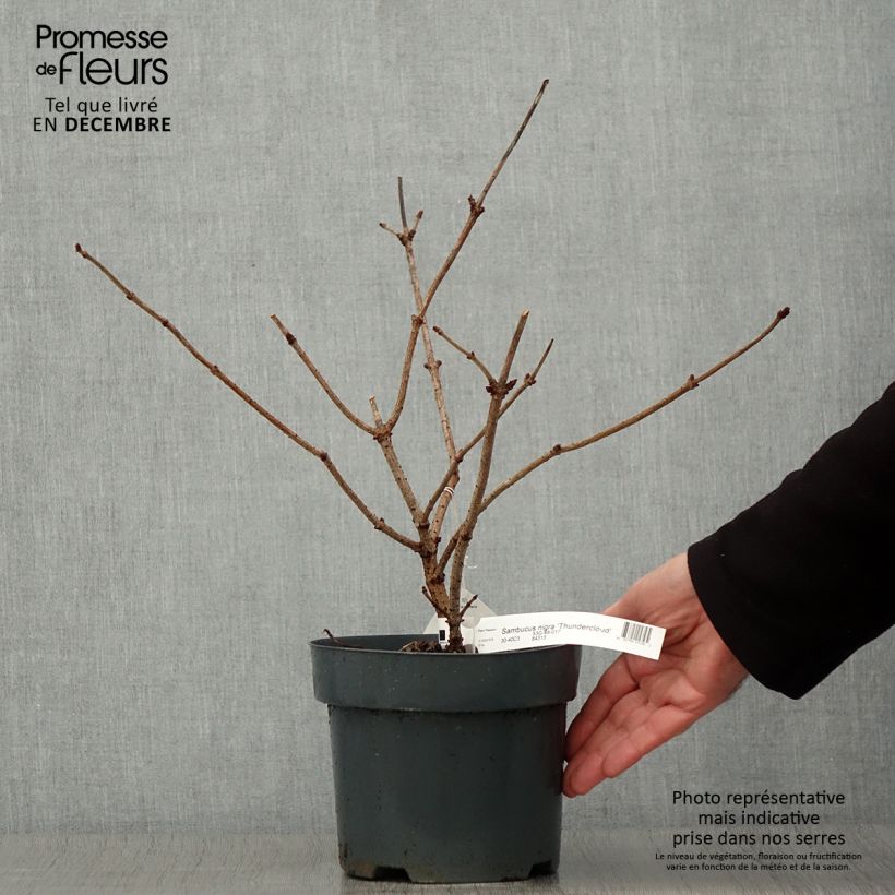 Sambucus nigra Thundercloud - Sureau noir Pot de 3L/4L sample as delivered in autumn