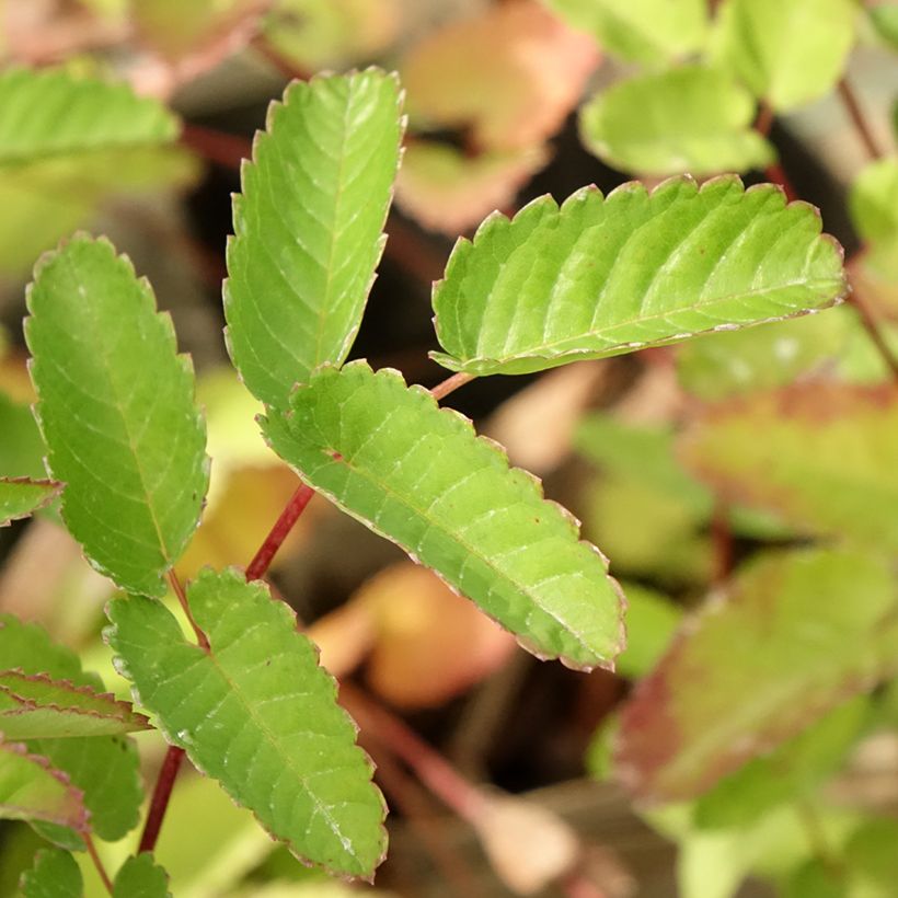 Sanguisorba Pink Brushes (Foliage)