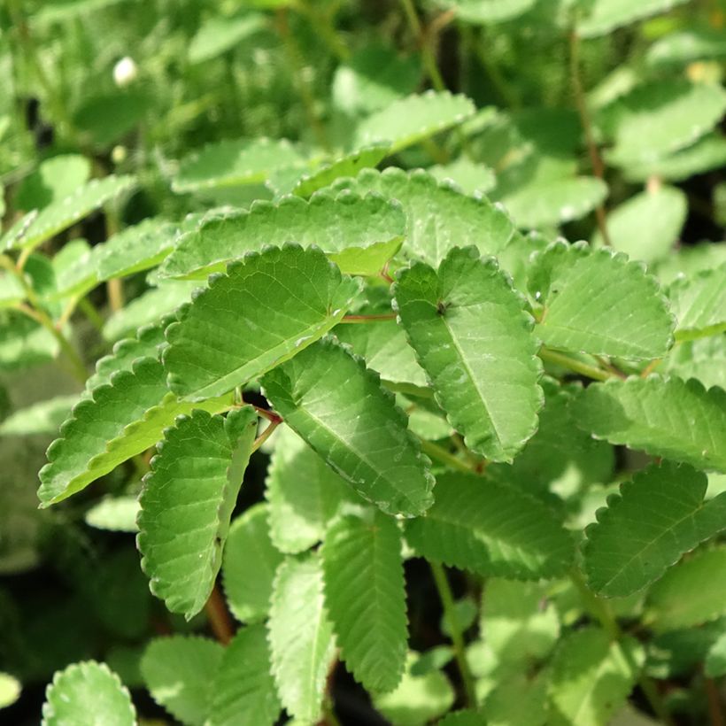 Sanguisorba Pink Brushes (Foliage)