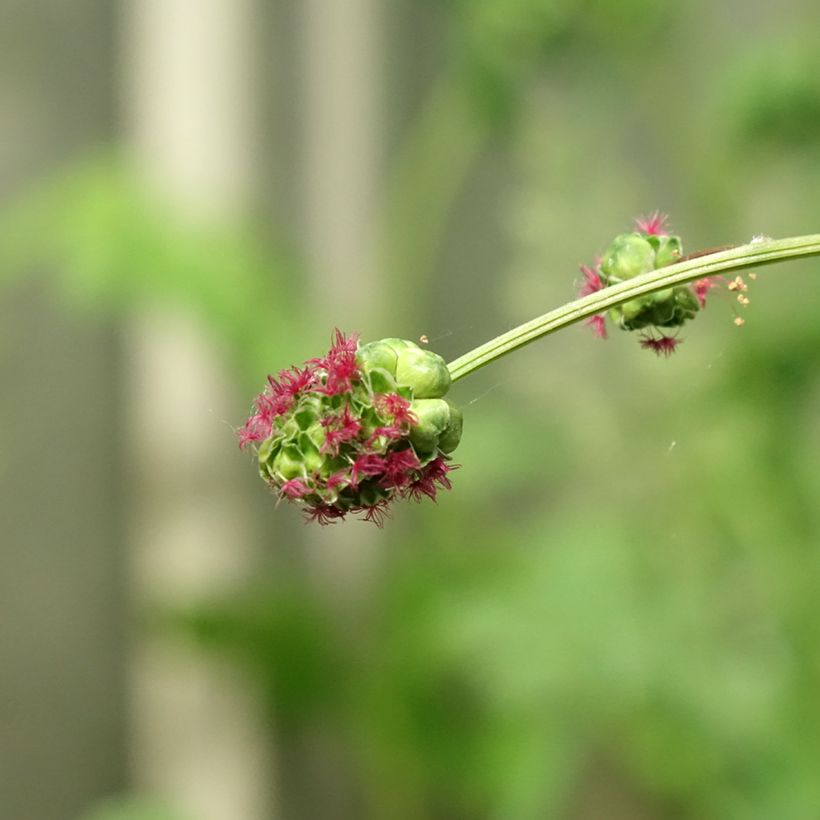 Sanguisorba minor (Flowering)