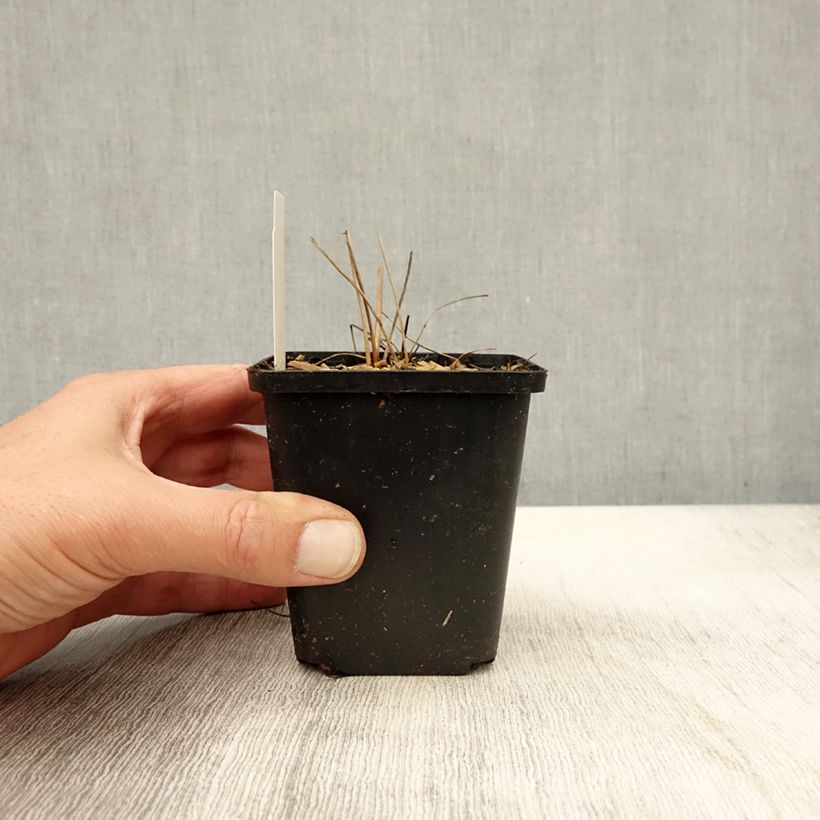 Sanguisorba officinalis 'Arnhem' 8/9 cm pot sample as delivered in autumn