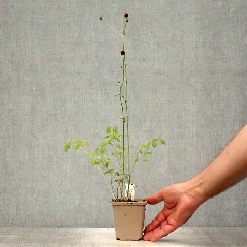 Sanguisorba officinalis Morning Select - Pimprenelle Godet de 8/9 cm sample as delivered in summer