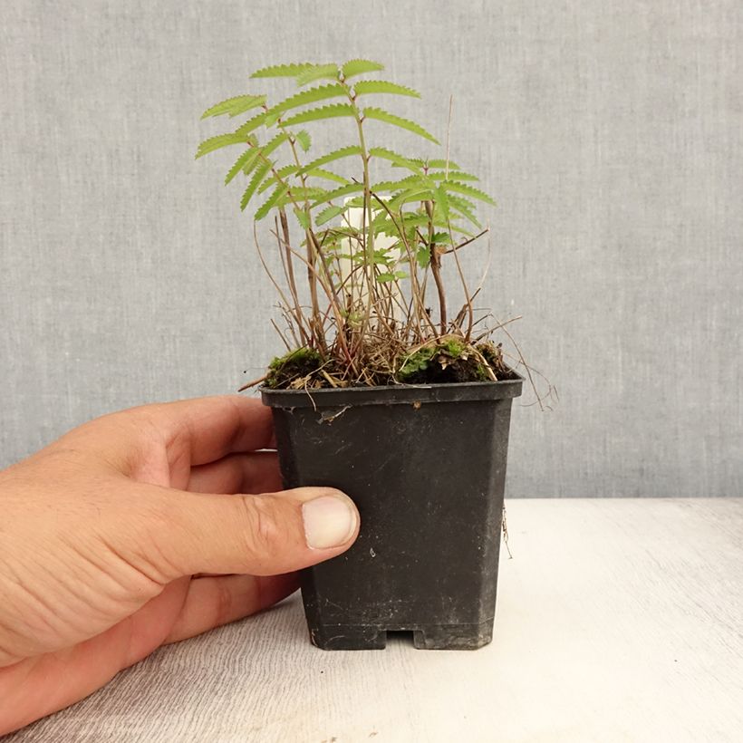 Sanguisorba tenuifolia var. purpurea 8/9 cm pot sample as delivered in summer