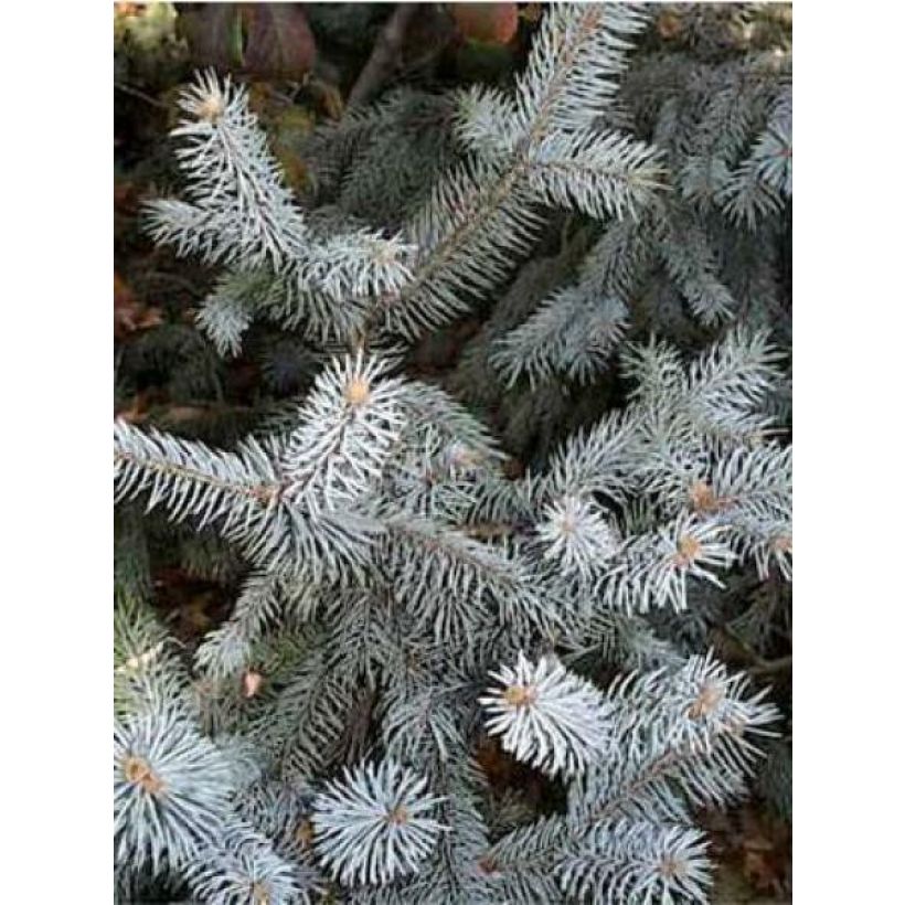 Picea pungens Blue Diamond - Blue Spruce (Foliage)