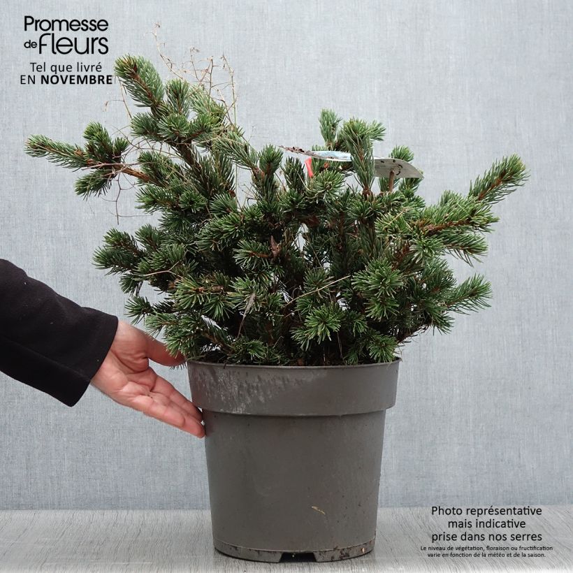 Picea pungens Lucky Strike - Blue Spruce 3L/4L pot sample as delivered in autumn