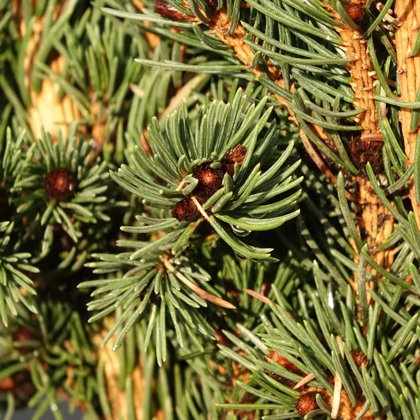 Picea pungens Lucky Strike - Blue Spruce (Foliage)