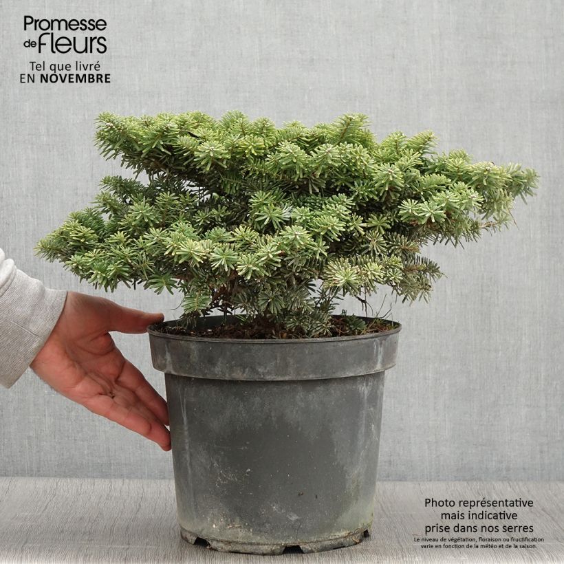 Abies koreana Tundra - Korean Fir Each sample as delivered in autumn