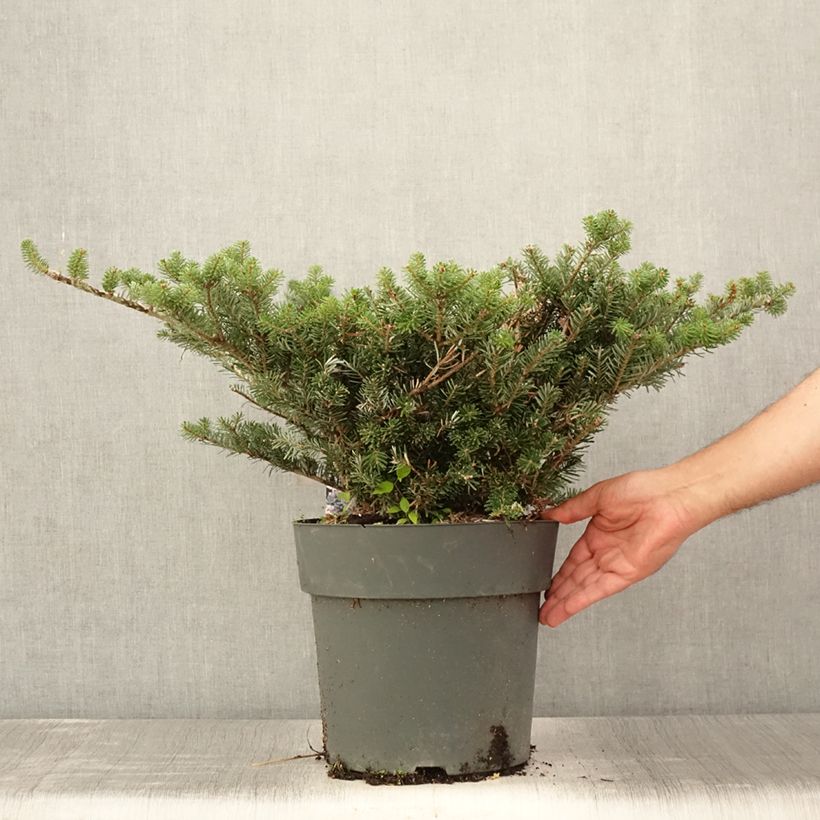 Abies koreana Green Carpet - Korean Fir 3L/4L potShipped height around 40/50cm sample as delivered in summer