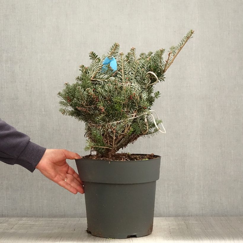 Abies koreana Green Carpet - Korean Fir 3L/4L potShipped height around 40/50cm sample as delivered in spring