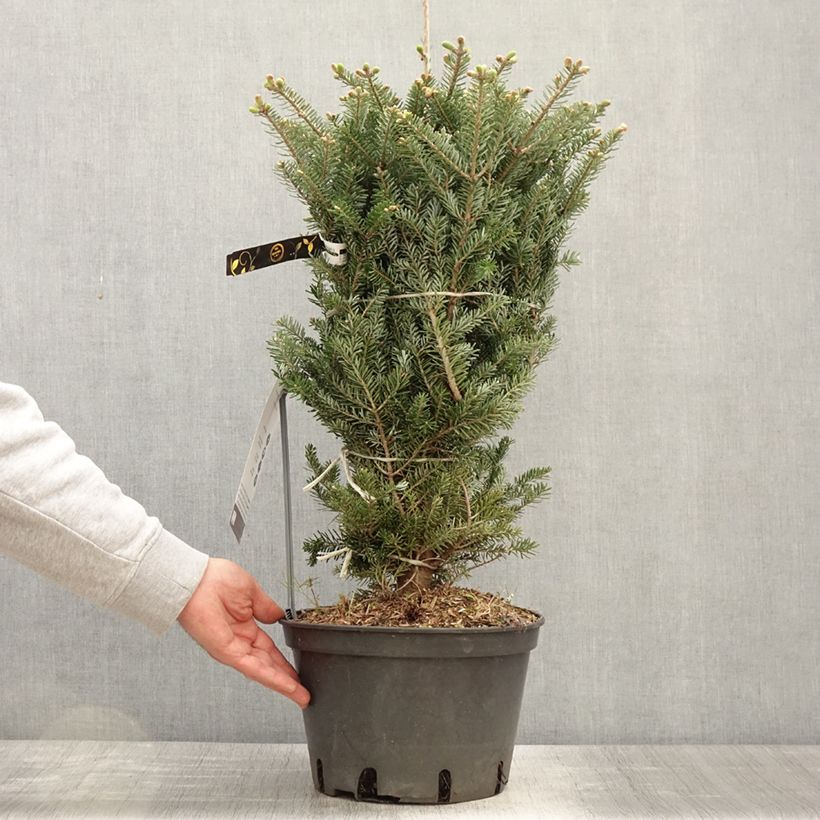 Abies koreana Molli - Korean Fir 3L/4L potShipped height around 30/40cm sample as delivered in spring