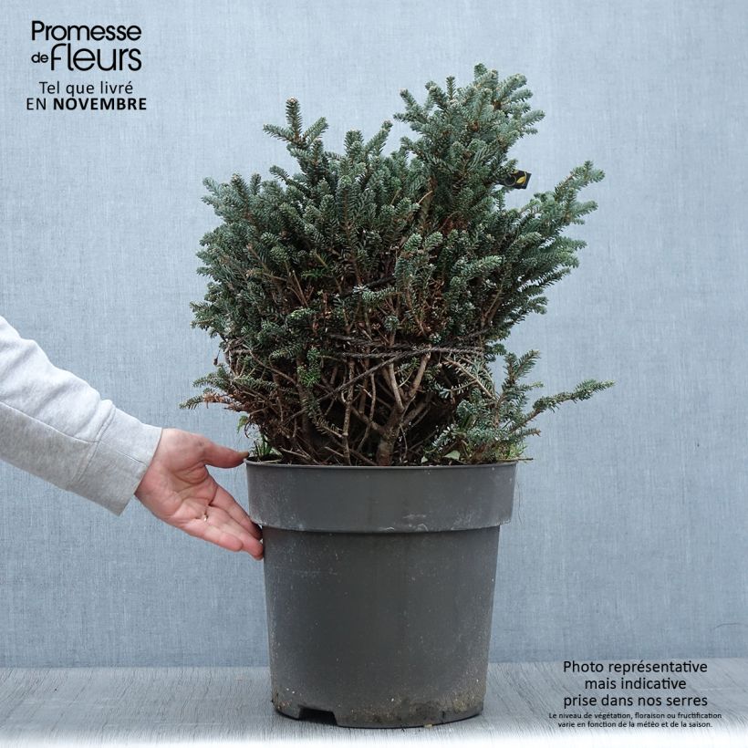 Abies koreana Oberon - Korean Fir Each sample as delivered in autumn