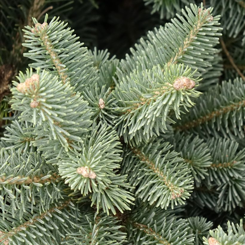 Abies lasiocarpa var. arizonica Compacta - Fir (Foliage)