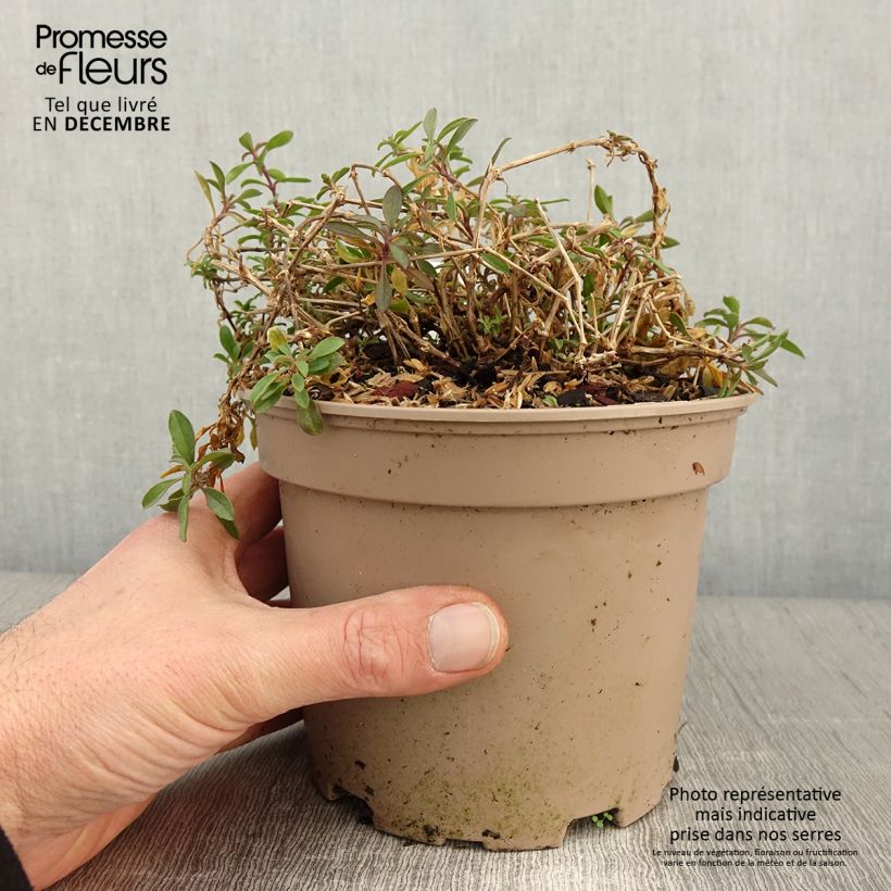 Saponaria ocymoides - Saponaire de Montpellier Pot de 2L/3L sample as delivered in autumn