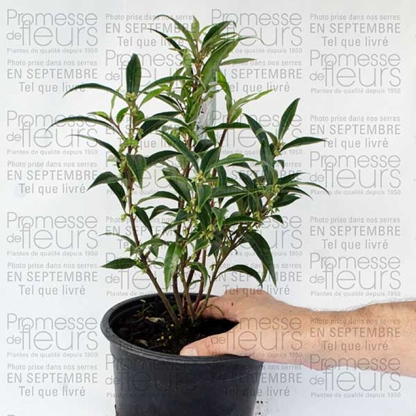 Example of Sarcococca hookeriana Digyna Pot de 2L/3L specimen as delivered