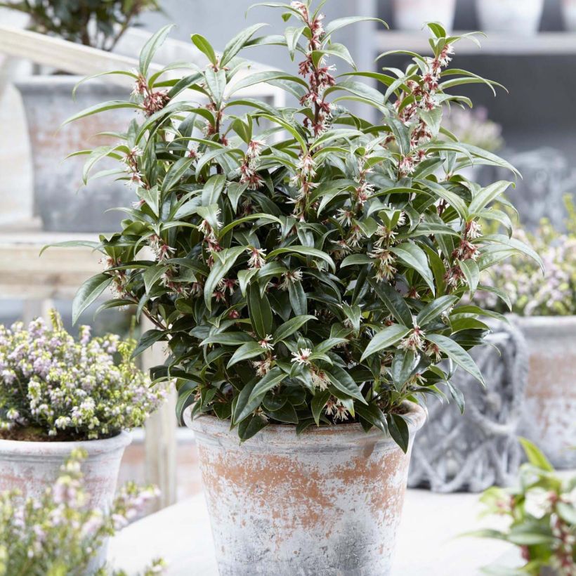 Sarcococca hookeriana Winter Gem (Plant habit)