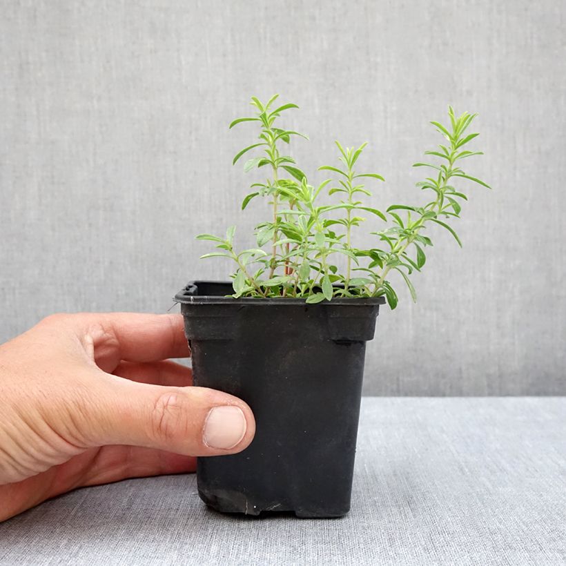 Organic Lemon Savory - Satureja montana citriodora 8/9 cm pot sample as delivered in summer