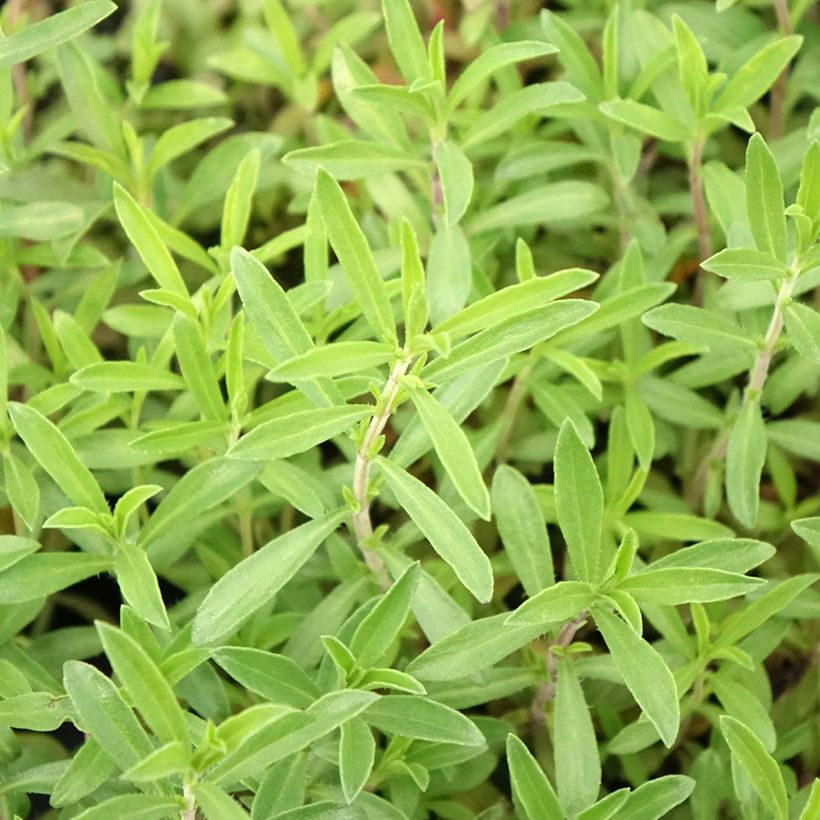 Organic Perennial Savory (Foliage)