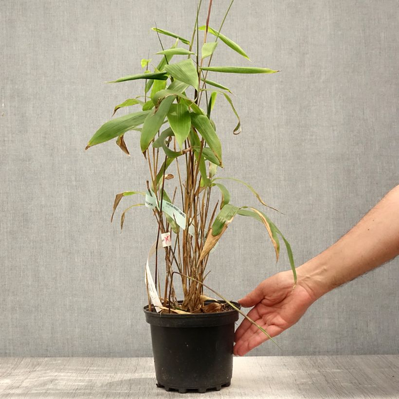 Sasa tessellata 3L/4L pot sample as delivered in summer