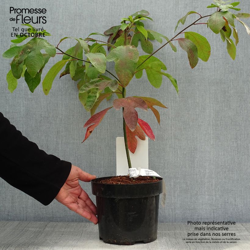 Sassafras albidum - Laurier des Iroquois en pot de 3/4L sample as delivered in autumn