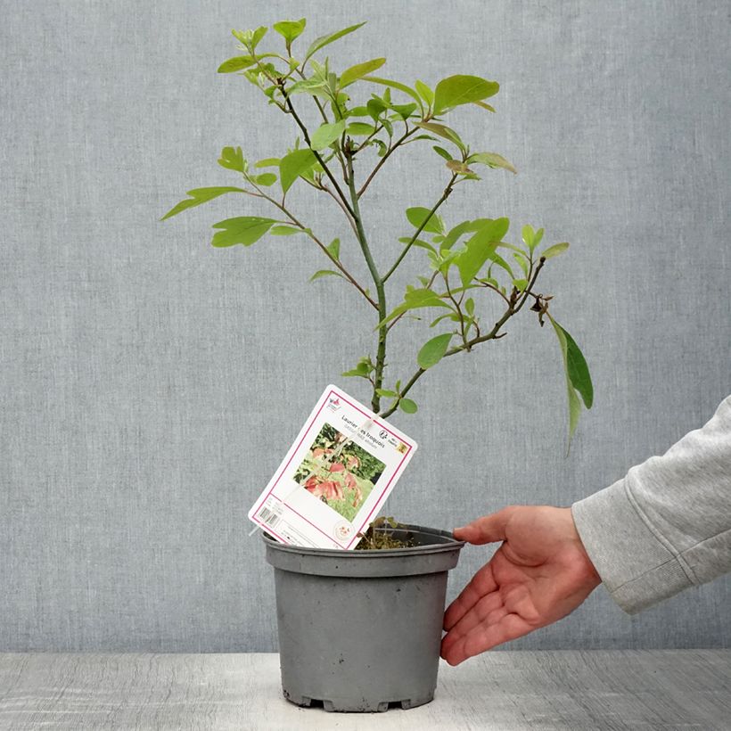 Sassafras albidum - Laurier des Iroquois en pot de 3/4L sample as delivered in summer