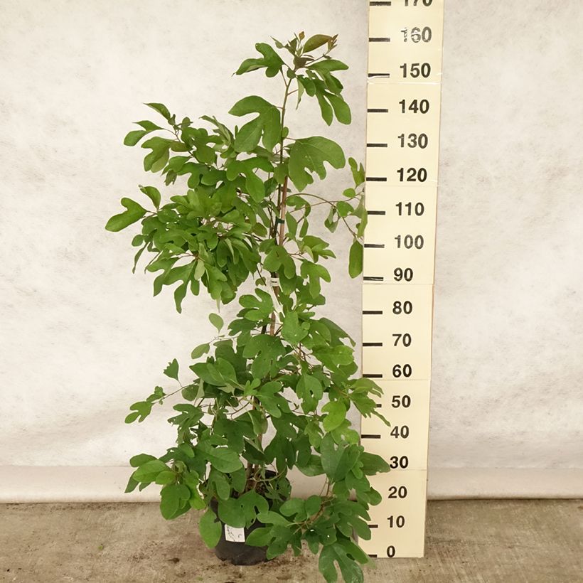 Sassafras albidum - Laurier des Iroquois en pot de 7,5l/10l sample as delivered in summer